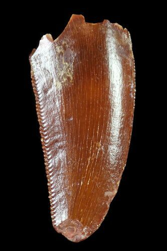 Serrated, Raptor Tooth - Morocco #72620